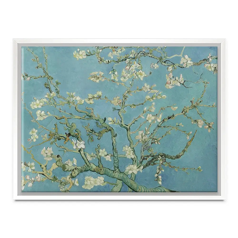 Almond Blossoms Canvas Print