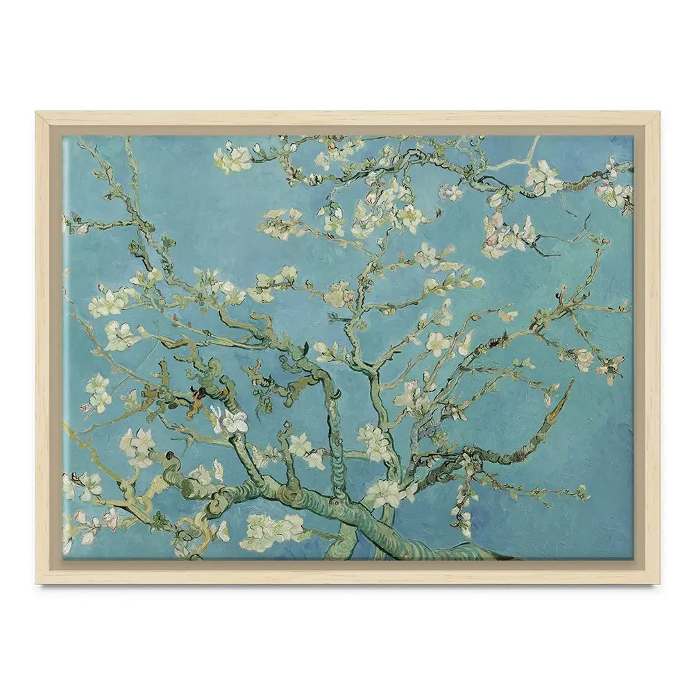 Almond Blossoms Canvas Print