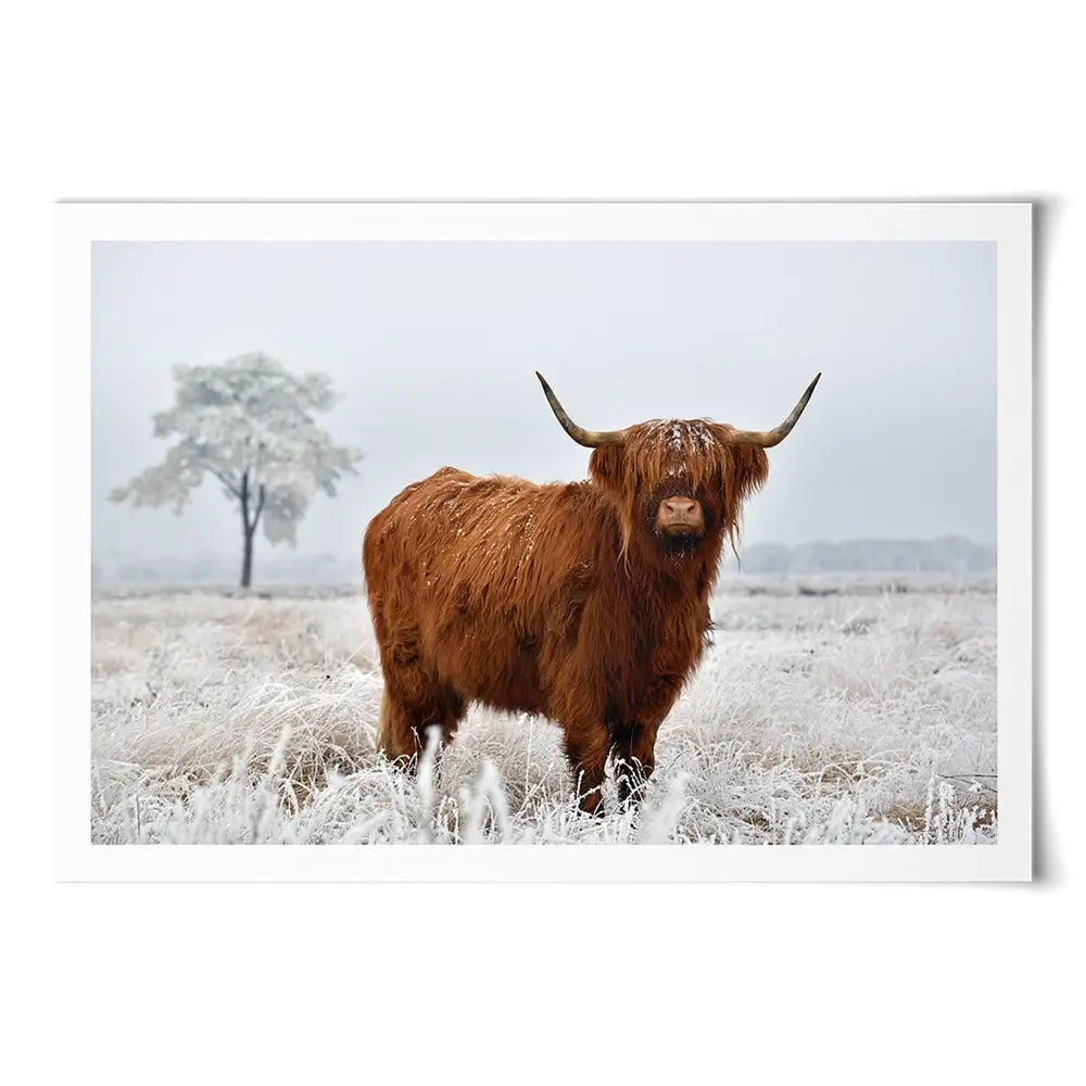 Winter Cow Art Print