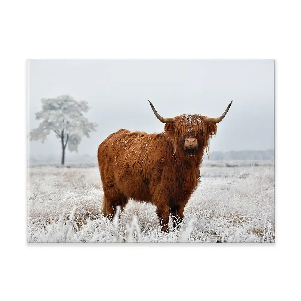 Winter Cow Canvas Print