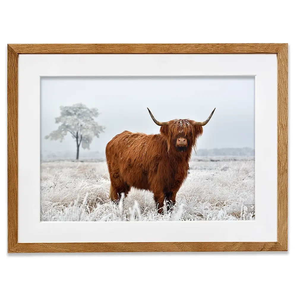 Winter Cow Framed Art Print