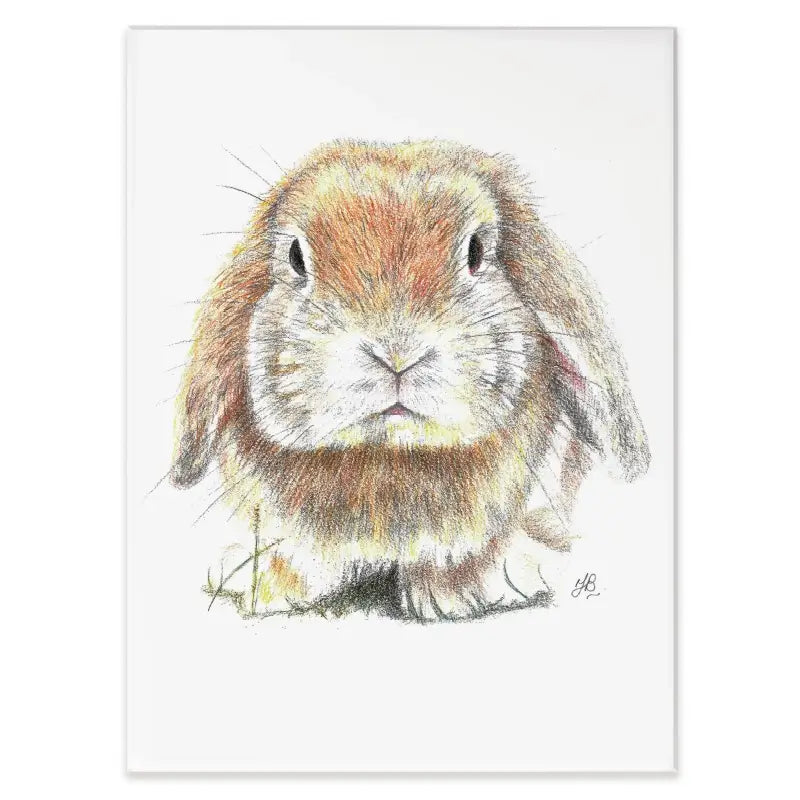 Bunny Illustration Canvas Print