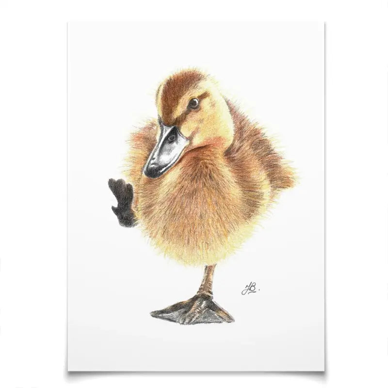 Duck Illustration Art Print