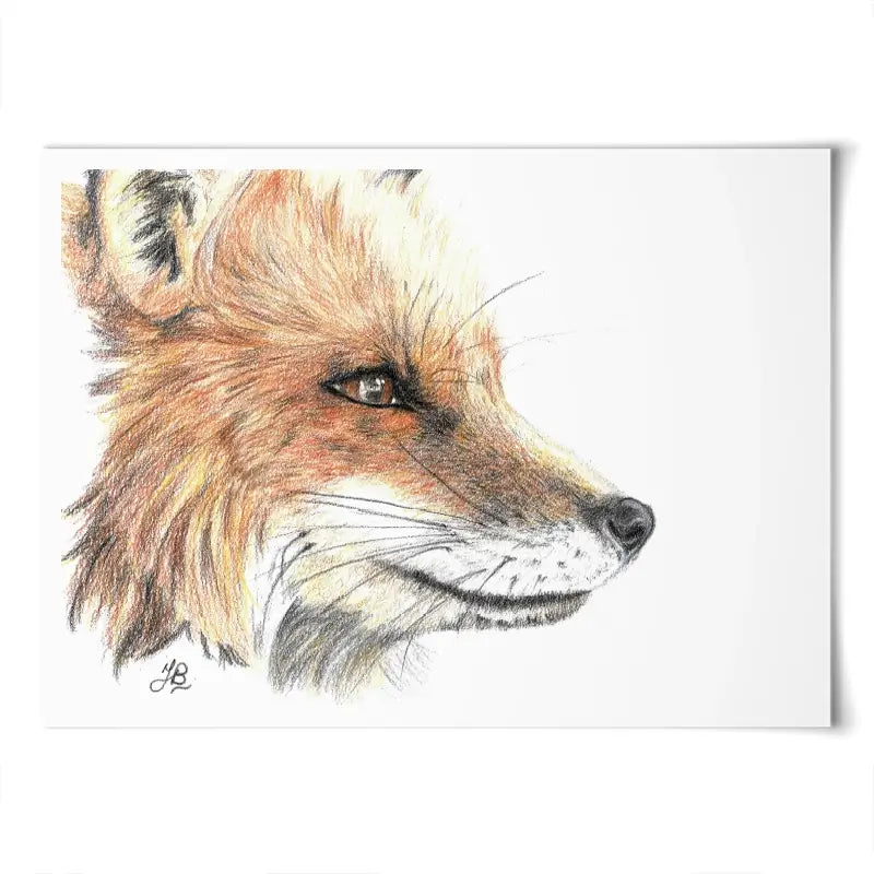 Fox Illustration Art Print