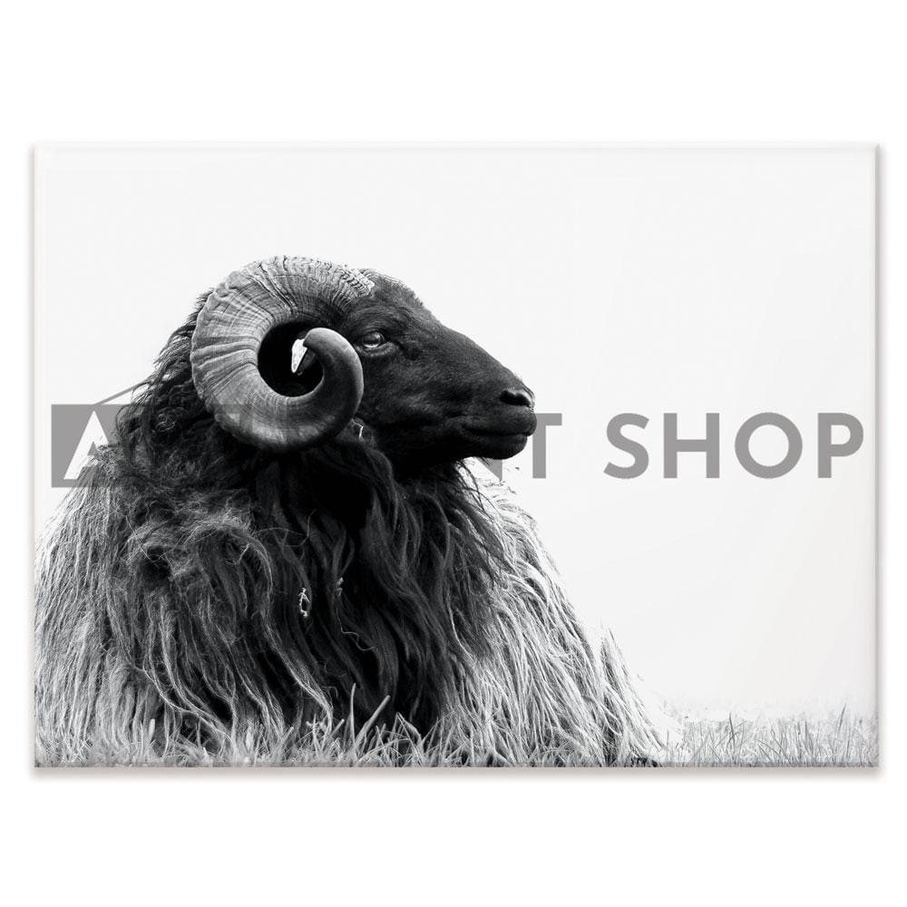 Black And White Ram Canvas Print wall art product DJarr Fotografie / Shutterstock