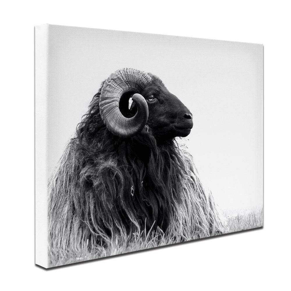 Black And White Ram Canvas Print wall art product DJarr Fotografie / Shutterstock