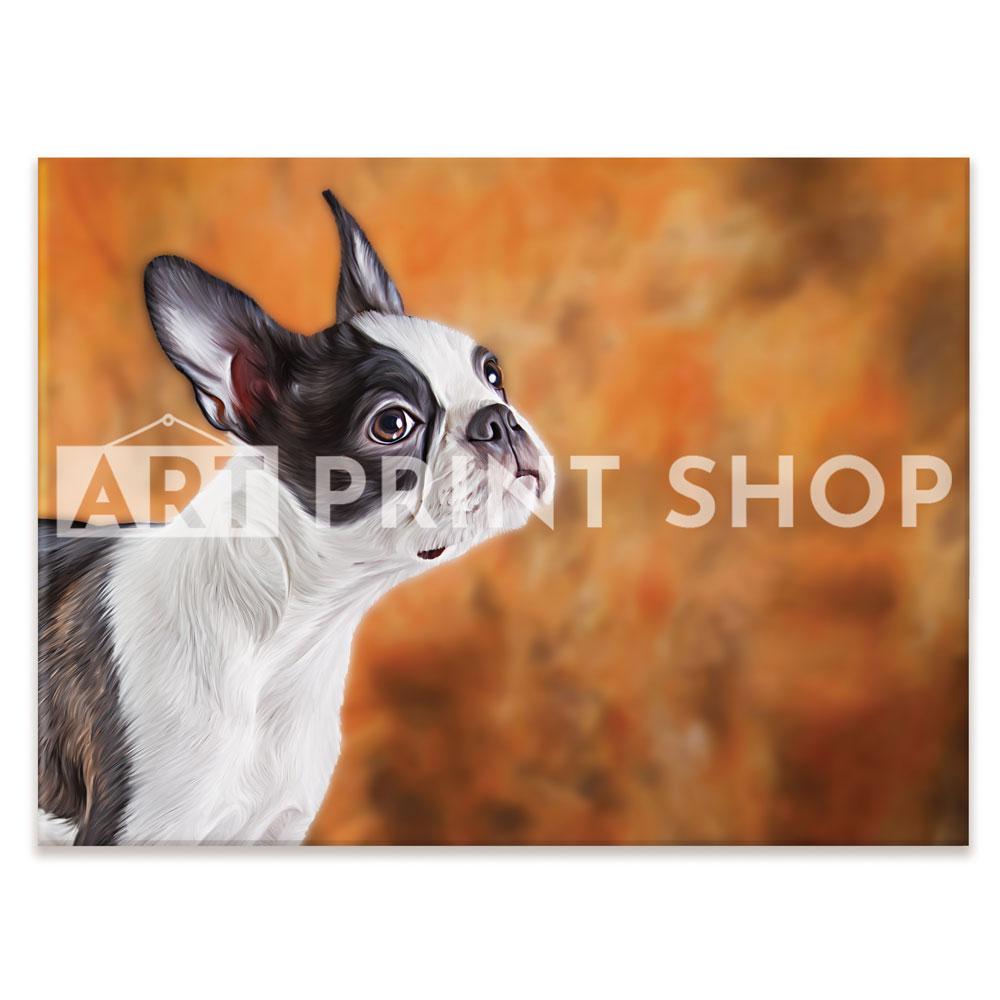 Boston Terrier Canvas Print wall art product dezy / Shutterstock